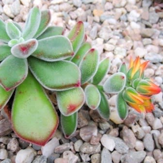 Echeveria pulvinata - White Chenille Plant, Plush Plant, Velvet Echeveria - 20+ Seed Pack - Image 4