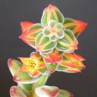 Echeveria pulvinata - White Chenille Plant, Plush Plant, Velvet Echeveria - 20+ Seed Pack - Image 5
