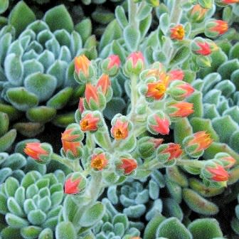 Echeveria pulvinata - White Chenille Plant, Plush Plant, Velvet Echeveria - 20+ Seed Pack - Image 6