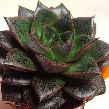 Echeveria purpusorum (Urbinia purpusii) - 20+ Seed Pack