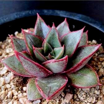 Echeveria purpusorum (Urbinia purpusii) - 20+ Seed Pack - Image 2
