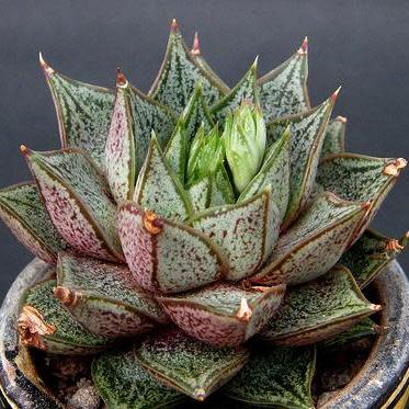 Echeveria purpusorum (Urbinia purpusii) - 20+ Seed Pack - Image 3