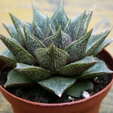 Echeveria purpusorum (Urbinia purpusii) - 20+ Seed Pack - Image 4