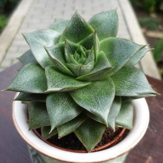 Echeveria purpusorum (Urbinia purpusii) - 20+ Seed Pack - Image 5