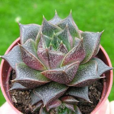 Echeveria purpusorum (Urbinia purpusii) - 20+ Seed Pack - Image 7