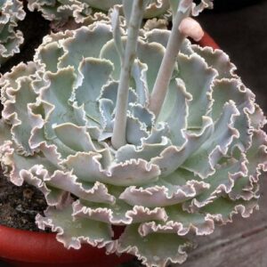 Echeveria shaviana - 20+ Seed Pack