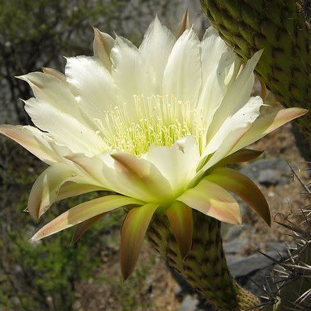 Echinopsis chiloensis - 10 Seed Pack