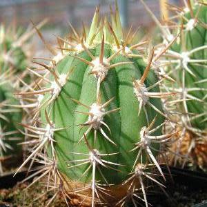 Echinopsis chiloensis - 10 Seed Pack - Image 3
