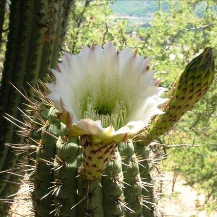 Echinopsis chiloensis - 10 Seed Pack - Image 4