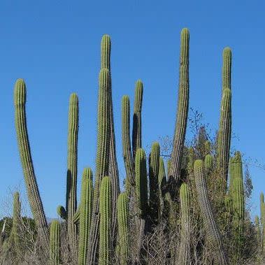 Echinopsis chiloensis - 10 Seed Pack - Image 5