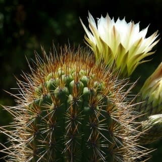 Echinopsis chiloensis - 10 Seed Pack - Image 6