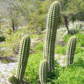 Echinopsis chiloensis - 10 Seed Pack - Image 7