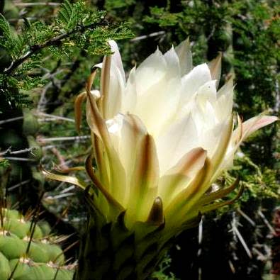 Echinopsis chiloensis - 10 Seed Pack - Image 8