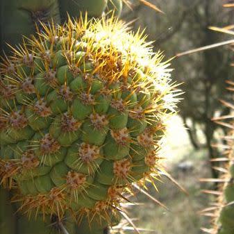 Echinopsis chiloensis - 10 Seed Pack - Image 9