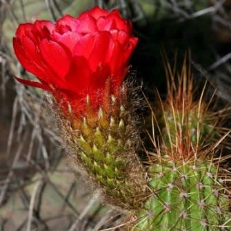Echinopsis huascha var. grandiflora - Red Torch Cactus - 5 Seed Pack - Image 2