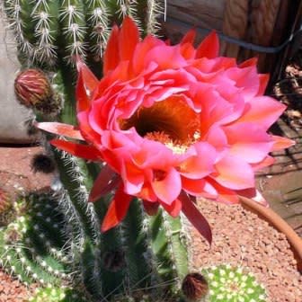 Echinopsis huascha var. grandiflora - Red Torch Cactus - 5 Seed Pack - Image 3