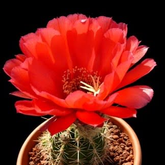 Echinopsis huascha var. grandiflora - Red Torch Cactus - 5 Seed Pack - Image 4