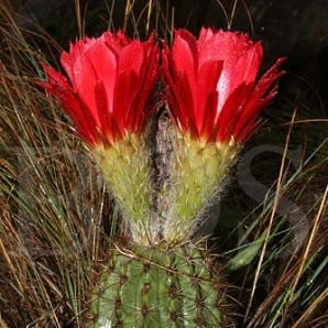 Echinopsis huascha var. grandiflora - Red Torch Cactus - 5 Seed Pack - Image 5
