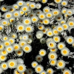 Edmondia sesamoides - Everlasting - 10 Seed Pack