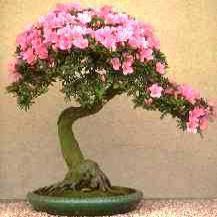 Ehretia amoena Bonsai & Bonsai eBook - 5 Seed Pack