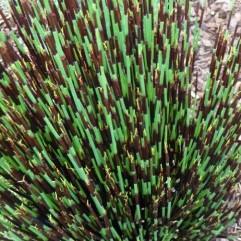 Elegia Tectorum - Cape Thatching Reed; Dakriet - 20+ Seed Pack | Online ...
