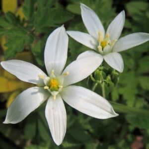 Eliokarmos leeupoortensis - 5 Seed Pack