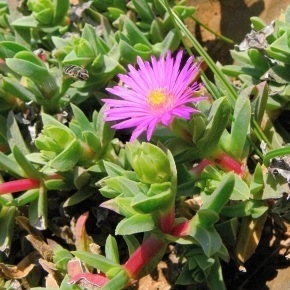 Erepsia forficata - 5 Seed Pack
