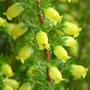 Erica blandfordia - 10 Seed Pack