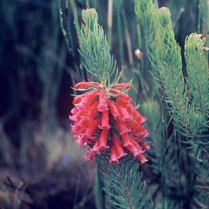 Erica vestita - 10 Seed Pack