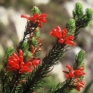 Erica viscaria ssp longifolia - 10 Seed Pack