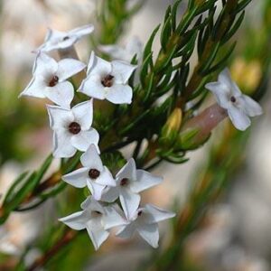 Erica walkeria - 10 Seed Pack
