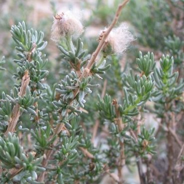 Eriocephalus ambiguus - 5 Seed Pack