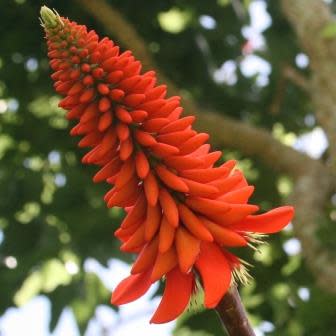 Erythrina livingstoniana - 3 Seed Pack - Image 2