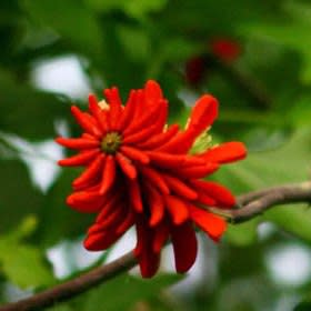 Erythrina livingstoniana - 3 Seed Pack - Image 3