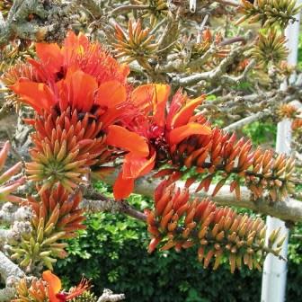 Erythrina livingstoniana - 3 Seed Pack - Image 4