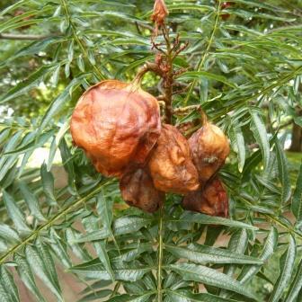 Erythrophysa transvaalensis - Transvaal Red Balloon - 5 Seed Pack