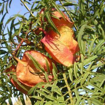 Erythrophysa transvaalensis - Transvaal Red Balloon - 5 Seed Pack - Image 2