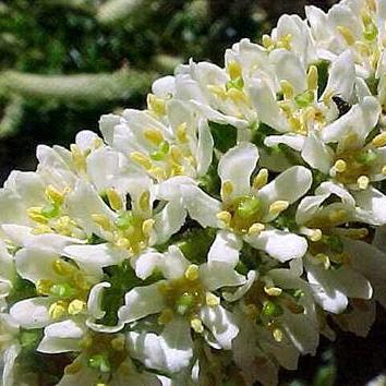 Escallonia pulverulenta - Escallonia - 10+ Seed Pack