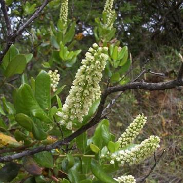 Escallonia pulverulenta - Escallonia - 10+ Seed Pack - Image 2