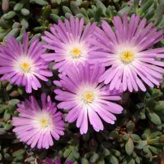 Esterhuysenia alpina (Lampranthus alpinus) - 5 Seed Pack