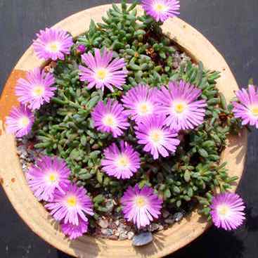 Esterhuysenia alpina (Lampranthus alpinus) - 5 Seed Pack - Image 2