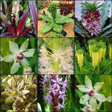 Eucomis Mixed Species - Pineapple Lily - 5 Seed Pack