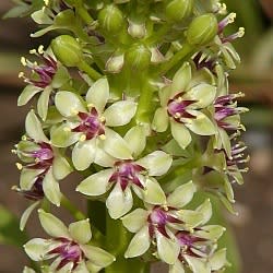 Eucomis comosa - 5 Seed Pack