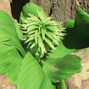 Eucomis regia - 5 Seed Pack