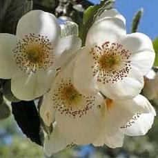 Eucryphia Cordifolia - Ulmo - 5 Seed Pack | Online Seed Store