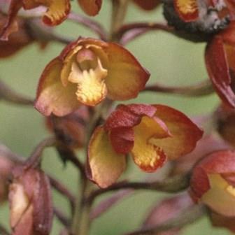 Eulophia aculeata - 10+ Seed Pack