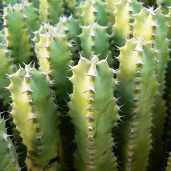 Euphorbia tetragona - Honey Euphorbia - 5 Seed Pack