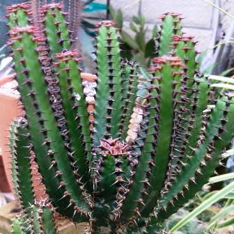 Euphorbia tetragona - Honey Euphorbia - 5 Seed Pack - Image 2