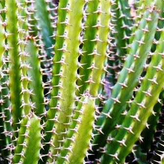Euphorbia tetragona - Honey Euphorbia - 5 Seed Pack - Image 3