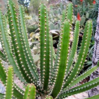 Euphorbia tetragona - Honey Euphorbia - 5 Seed Pack - Image 4